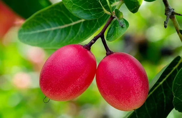 দেশী করমচা ফল গাছের সাথে লালাভ ও পাকা অবস্থায়