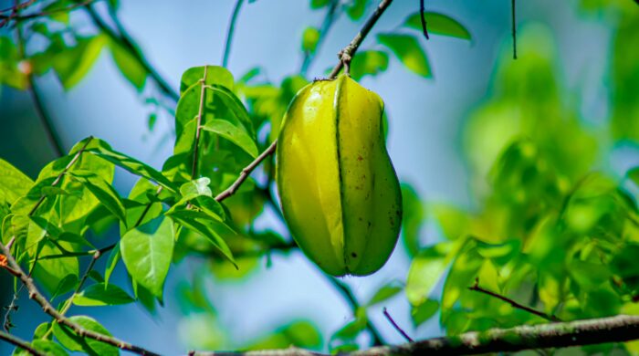 কামরাঙা ফলের ছবি